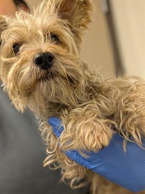 A close-up of a small, fluffy dog with curly, light brown fur being held by a person wearing a blue glove.