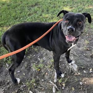 DAHLIA, Pit Bull Terrier / Mixed Breed, adult, available for adoption