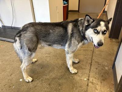 BATMAN, Siberian Husky, adult, available for adoption