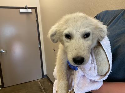 A fluffy white puppy wrapped in a towel, wearing a blue collar, sitting on a person's lap.