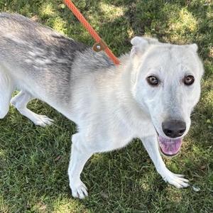 BILLY, Siberian Husky / Mixed Breed, young, available for adoption