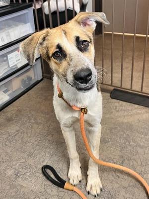 A light-colored dog with a brown patch over its left eye, wearing an orange collar and leash, sitting on a concrete floor.