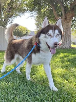 BLUE, Siberian Husky, young, available for adoption