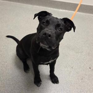 BEAU, Staffordshire Bull Terrier / Pit Bull Terrier, puppy, available for adoption