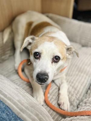 A small dog with white and brown fur lying on a gray blanket, wearing an orange leash.
