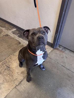 A black and white dog with a red collar and leash, sitting on a concrete floor.