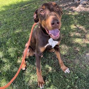 A brown and white dog with floppy ears and a pink tongue sitting on grass with a red leash.