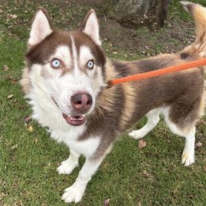 BLUE, Siberian Husky, young, available for adoption