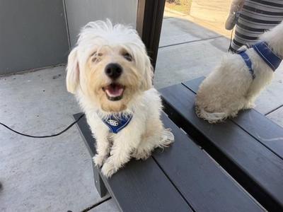 COCO, Maltese / Mixed Breed, young, available for adoption