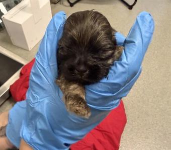A012834, Terrier, puppy, available for adoption
