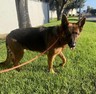 CANDY, German Shepherd Dog, adult, available for adoption