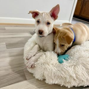 Moon, Shepherd, Australian, puppy, available for adoption