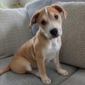 A brown and white puppy sitting on a gray couch.