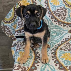 Mark, Mixed Breed (Medium), puppy, available for adoption