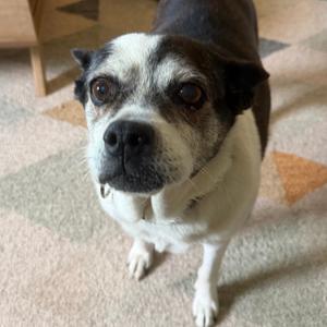 Brooke, Mixed Breed (Small), senior, available for adoption