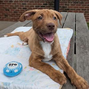 Axel, Retriever, Labrador, puppy, available for adoption