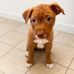Bendix, Retriever, Labrador, puppy, available for adoption