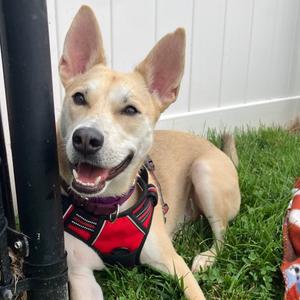 Jake, Mixed Breed (Medium), adult, available for adoption