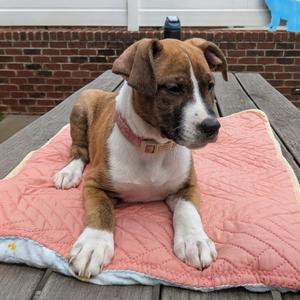 Mudflap, Retriever, Labrador, puppy, available for adoption