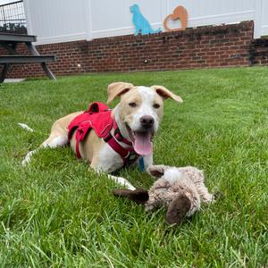 Kane, Mixed Breed (Medium), available for adoption