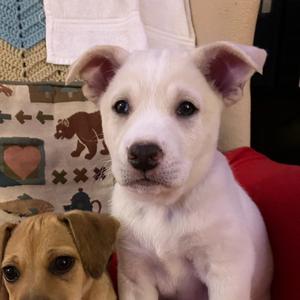 Snow, Shepherd, Australian, puppy, available for adoption