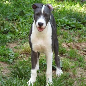 Kai, Mixed Breed (Medium), available for adoption