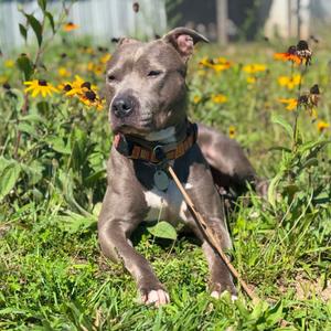 Luna, Mixed Breed (Medium), adult, available for adoption