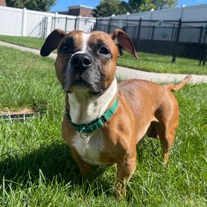 Oggy, Mixed Breed (Medium), adult, available for adoption
