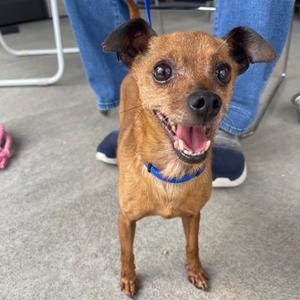 Paco, Chihuahua, Short Coat, adult, available for adoption