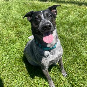 Arrow, Cattle Dog, Australian (Blue Heeler), adult, available for adoption