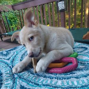 Storm, Shepherd, Australian, puppy, available for adoption