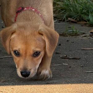 Mocha, Mixed Breed (Small), puppy, available for adoption