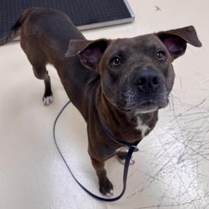 Zoom, Mixed Breed (Large), adult, available for adoption