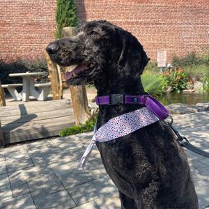 Onyx, Mixed Breed (Large), adult, available for adoption