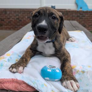 Lugnut, Retriever, Labrador, puppy, available for adoption