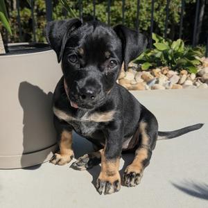 Laura, Mixed Breed (Medium), puppy, available for adoption
