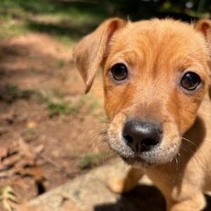 Cocoa, Mixed Breed (Small), puppy, available for adoption