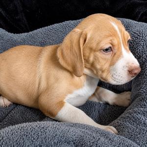 Diesel, Retriever, Labrador, puppy, available for adoption