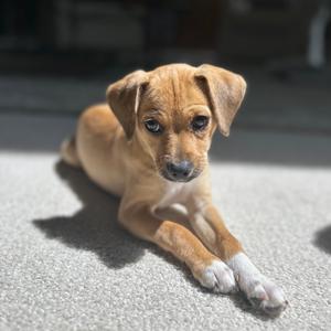 Coffee, Mixed Breed (Small), available for adoption