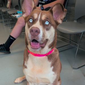 Kodia, Mixed Breed (Medium), adult, available for adoption