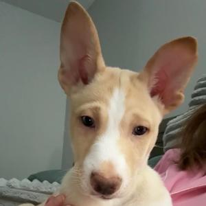 Rain, Shepherd, Australian, puppy, available for adoption