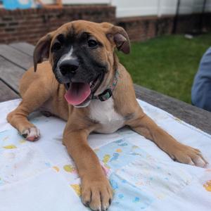 Torque, Retriever, Labrador, puppy, available for adoption