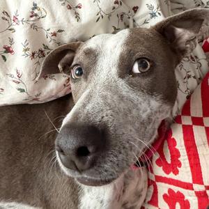 Kaliha, Mixed Breed (Medium), adult, available for adoption
