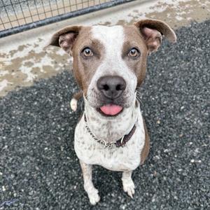 A brown and white dog with a pink tongue sticking out, wearing a collar, sitting on a gravel surface.