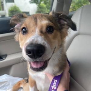 JJ, Mixed Breed (Medium), available for adoption