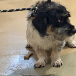 Pico, Mixed Breed (Small), adult, available for adoption