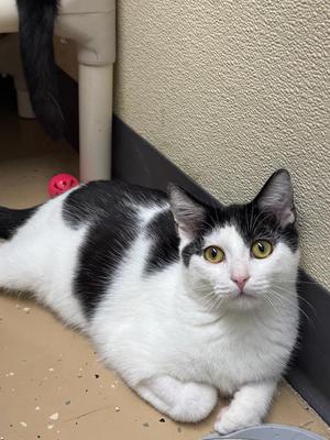 Aladdin, kitten, available for adoption