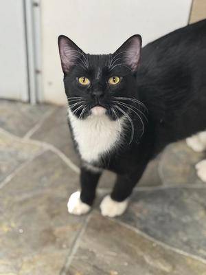 Jupiter, young, available for adoption