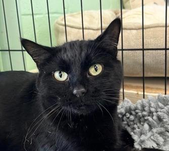 Banks, senior, available for adoption