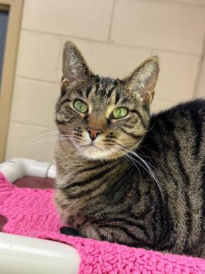 Carmen, adult, available for adoption